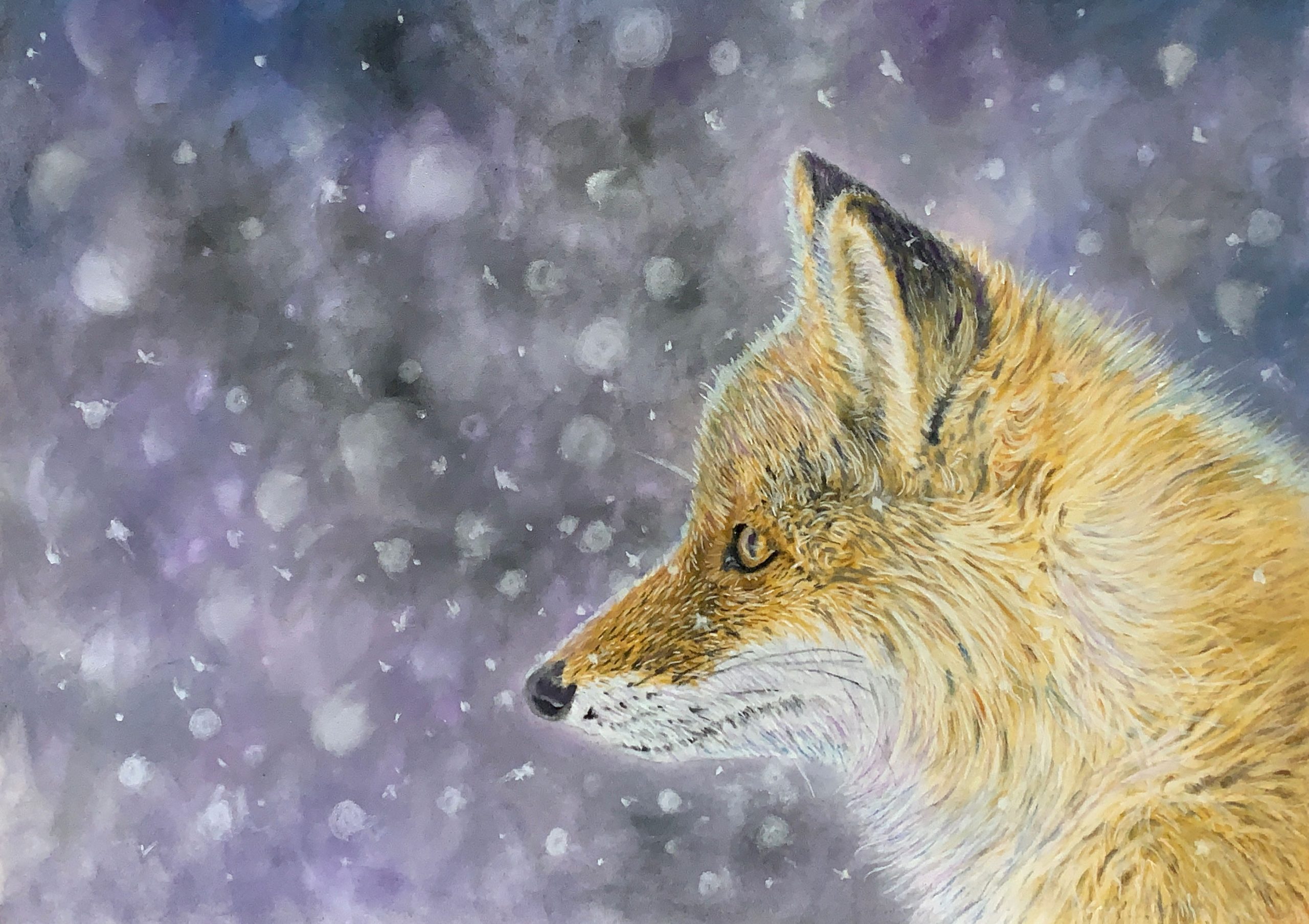 Fox in Snow A4