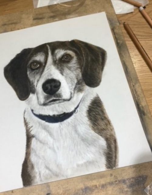 dog portraits, Dog Drawing, Pastel Pencils, Dog Artist